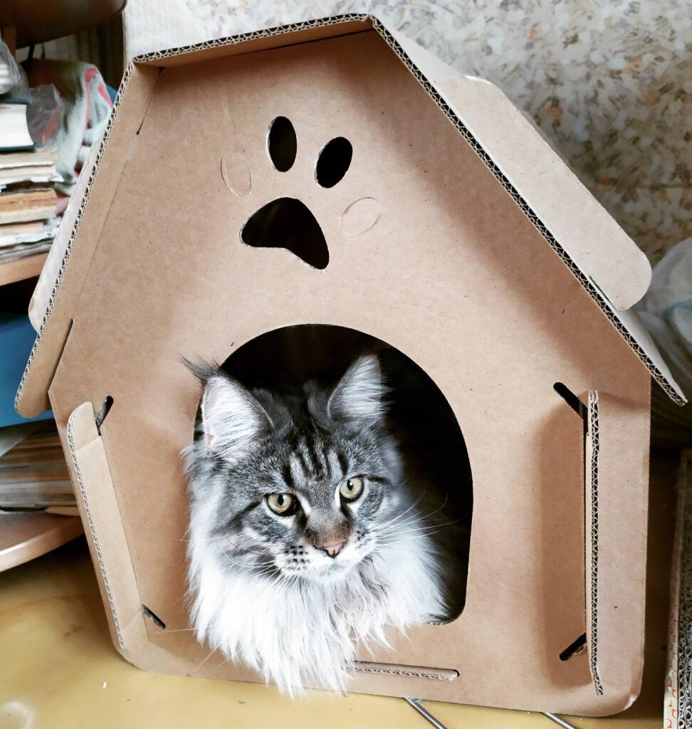 котенок в домике