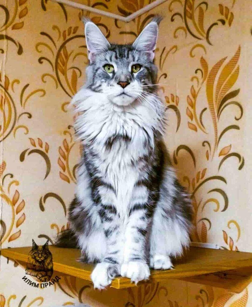 племенная кошка мейн-кун Фокси котята мейн-кун