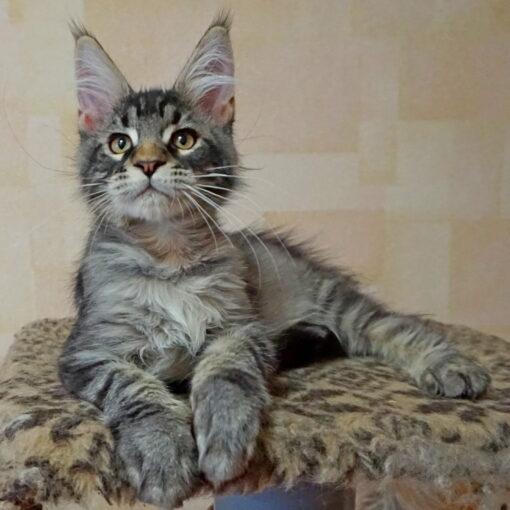 котенок мейн-кун Антип