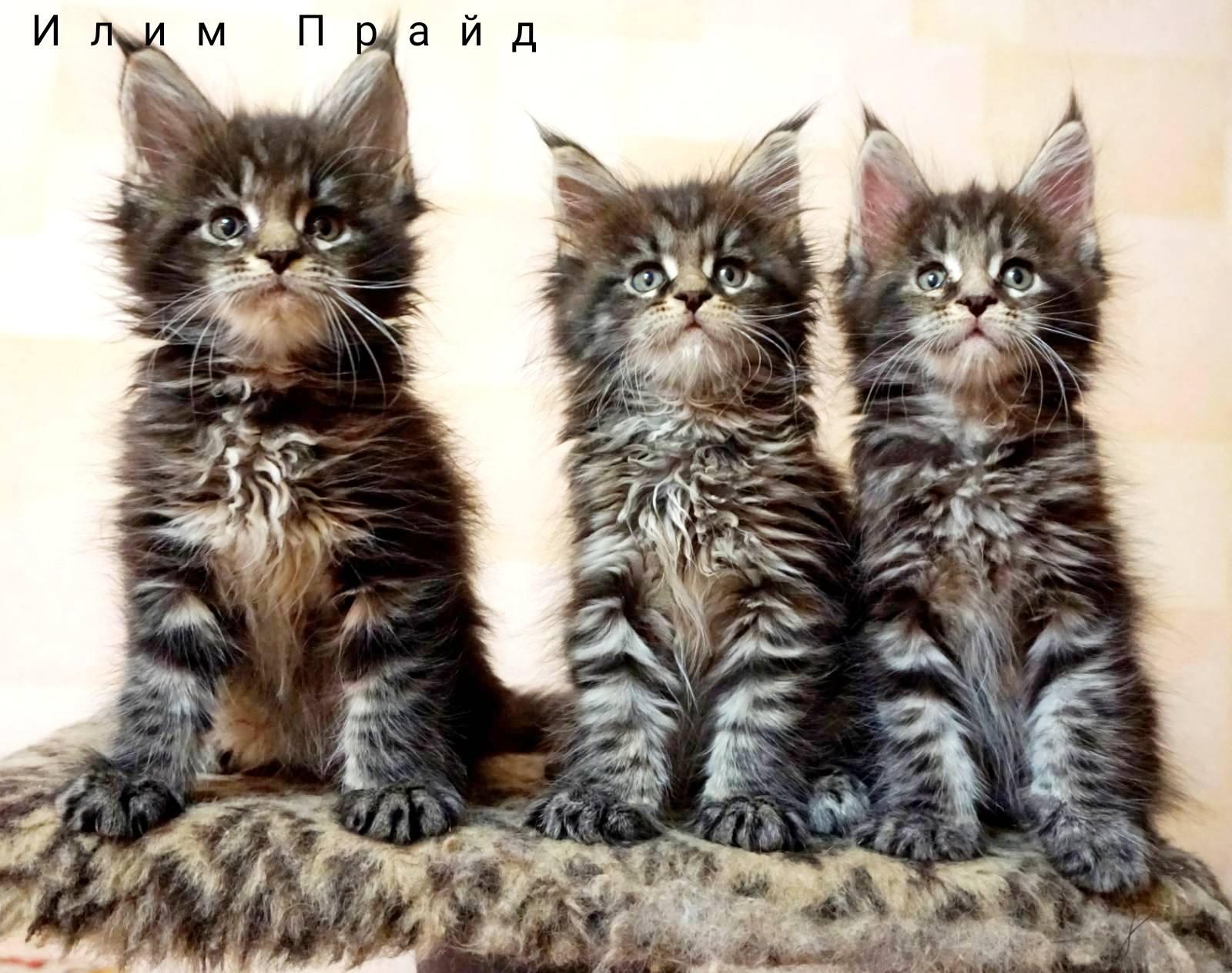 котята мейн-куны на продажу Омск